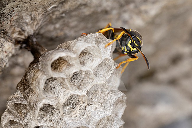 Polistes biglumis has no english name and the german name is best transleted to mountain field wasp, sitting on its combs with fresh layed eggs stock-image by Agami/Mathias Putze,