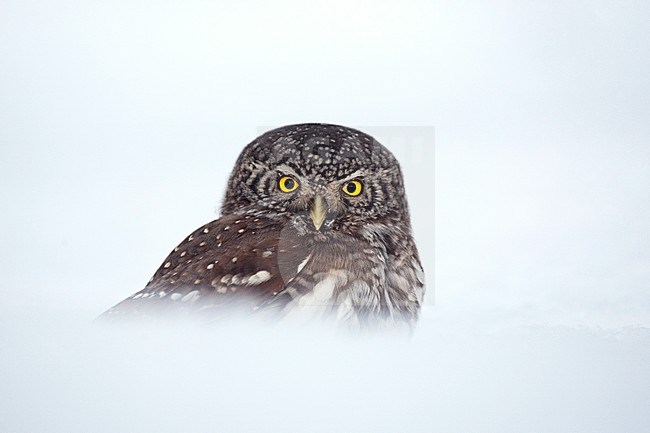 Dwerguil in de sneeuw, Eurasian Pygmy Owl in the snow stock-image by Agami/Jari Peltomäki,