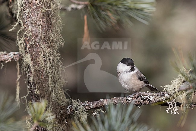 Willow Tit (Parus montanus) sitting on branches in alpine forest of Switzerland. stock-image by Agami/Marcel Burkhardt,