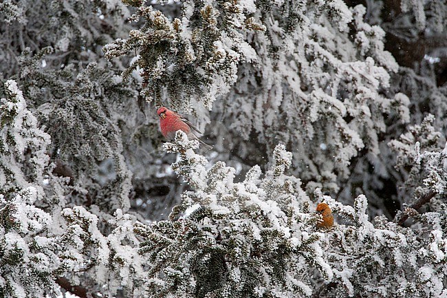 Male and female Pine Grosbeak (Pinicola enucleator) near Kuusamo in Finland. Flock of foraging birds in snow covered tree. stock-image by Agami/Marc Guyt,