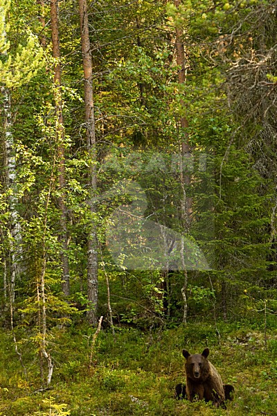 Bruine Beer in bos, Brown Bear in forest stock-image by Agami/Menno van Duijn,