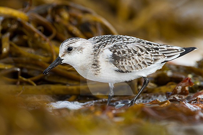 Sanderling - Sanderling - Calidris alba, Germany, 1st cy stock-image by Agami/Ralph Martin,