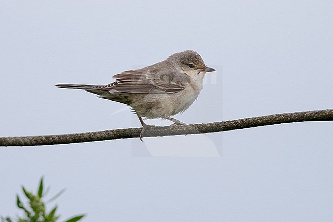 First-winter Barred Warbler (Sylvia nisoria) in Scotland during autumn migration. stock-image by Agami/Michael McKee,