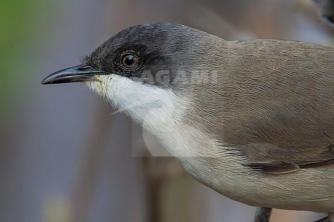 Eastern Orphean Warbler (Sylvia crassirostris) stock-image by Agami/Daniele Occhiato,