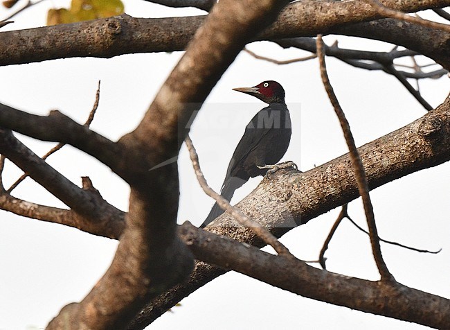 Northern Sooty Woodpecker, Mulleripicus funebris, at Subic Bay, Luzon, in the Philippines. stock-image by Agami/Laurens Steijn,