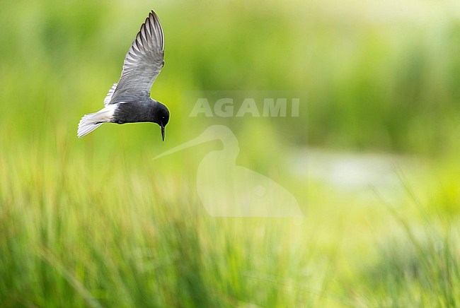 Summer plumaged adult Black Tern (Chlidonias niger) in wetland in Groningen, Netherlands. stock-image by Agami/Marc Guyt,