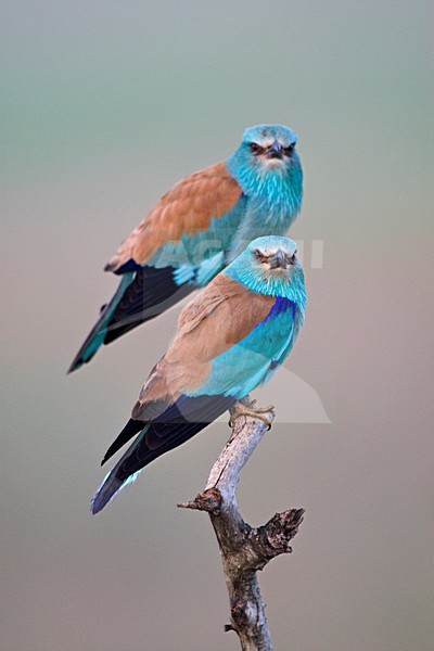 Scharrelaar op de uitkijk; European Roller on perch stock-image by Agami/Marc Guyt,