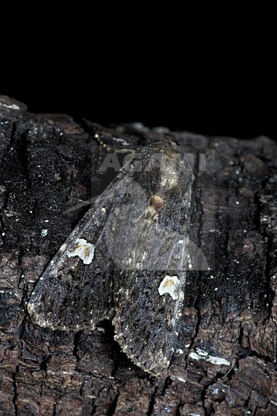 Perzikkruiduil, Dot Moth stock-image by Agami/Bas Haasnoot,