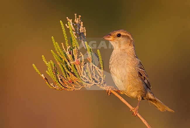 Spaanse Mus; Spanish Sparrow, Passer hispaniolensis ssp. hispaniolensis, adult female, Cyprus stock-image by Agami/Ralph Martin,