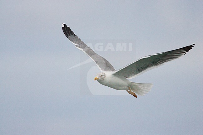Azoren Geelpootmeeuw winterkleed in vlucht, Azorean Yellow-legged Gull winterplumage in flight stock-image by Agami/Menno van Duijn,