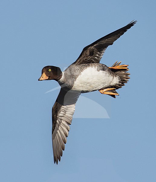 Vrouwtje IJslandse Brilduiker, Female Barrow's Goldeneye stock-image by Agami/Mike Danzenbaker,