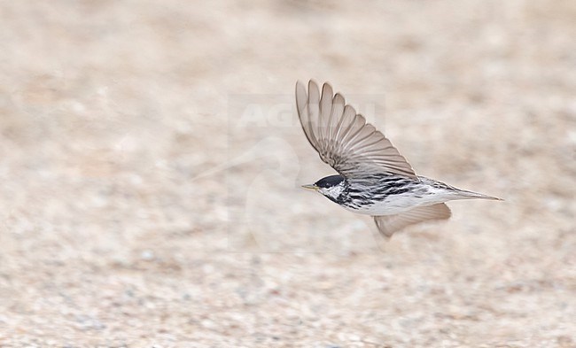 Blackpoll Warbler (Dendroica striata) adult male in flight stock-image by Agami/Ian Davies,