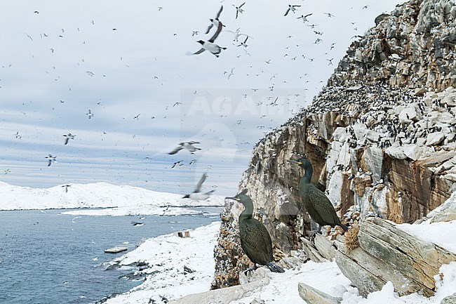 Adult European Shag (Phalacrocorax aristotelis aristotelis) in breeding colony in arctic northern Norway during breeding season. stock-image by Agami/Ralph Martin,
