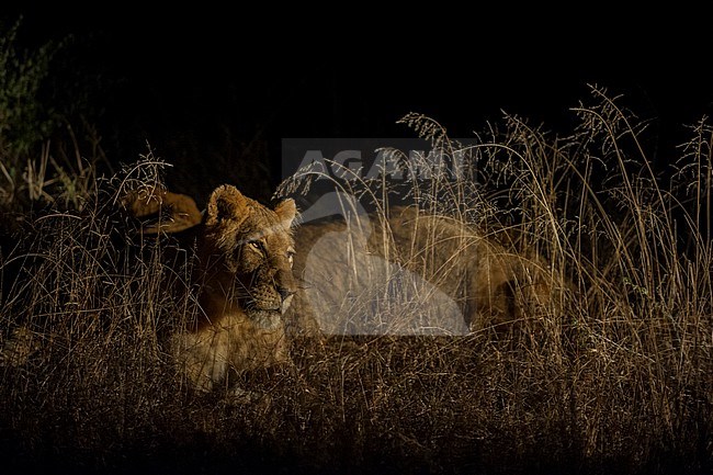 A lioness, Panthera leo, resting in tall grass at night. Mala Mala Game Reserve, South Africa. stock-image by Agami/Sergio Pitamitz,