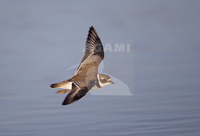 Amerikaanse Bontbekplevier, Semipalmated Plover stock-image by Agami/Mike Danzenbaker,