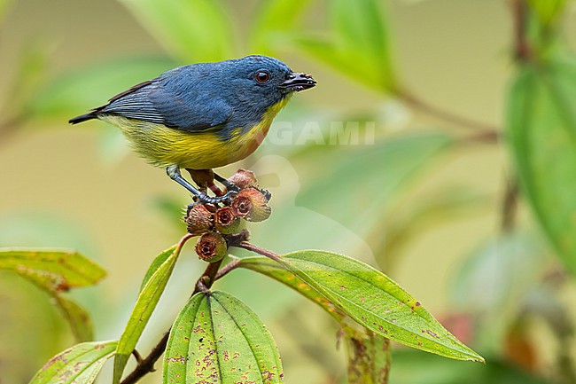 Yellow-rumped Flowerpecker (Prionochilus xanthopygius) feeding on fruits  in Borneo stock-image by Agami/Dubi Shapiro,