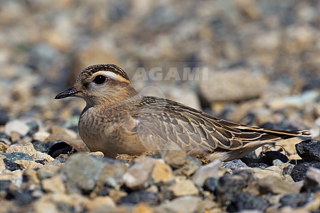 Eerste winter Morinelplevier; First winter Eurasian Dotterel stock-image by Agami/Daniele Occhiato,