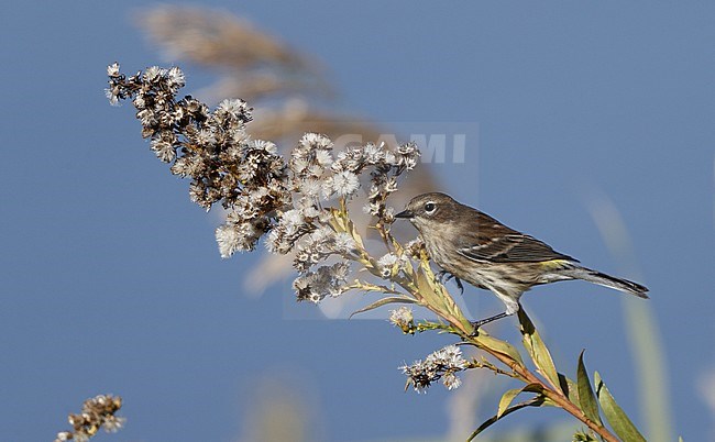 Myrtle Warbler (Setophaga coronata) during autumn migration at Hackensack Meadowlands, New Jersey in USA. stock-image by Agami/Helge Sorensen,