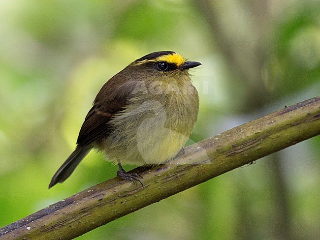 Yellow-bellied Chat-Tyrant (Silvicultrix diadema gratiosa) at Rio Blanco Ecological Reserve, Manizales, Caldas, Colombia. stock-image by Agami/Tom Friedel,