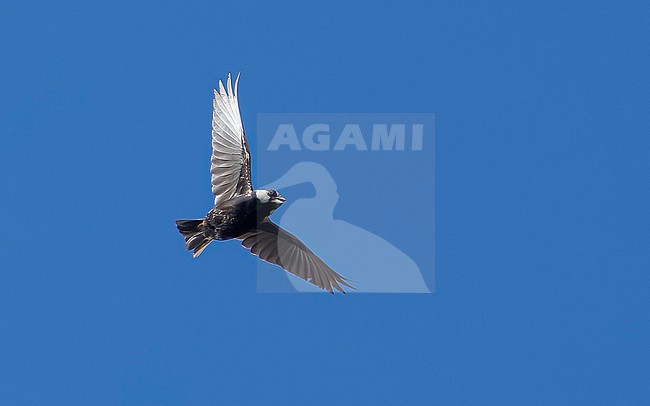 Male Cape Verde Black-crowned Sparrow-Lark (Eremopterix nigriceps nigriceps) flying in Moia Moia, Santiago, Cape Verde. stock-image by Agami/Vincent Legrand,