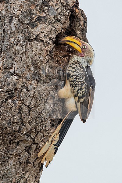 Southern Yellow-billed Hornbill (Lamprotornis leucomelas), side view of an adult female closing the entrance of the nest with mud, Mpumalanga, South Africa stock-image by Agami/Saverio Gatto,