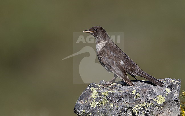 Ring Ouzel (Turdus torquatus alpestris) perched on a rock in the Cantabrian Mountains, Spain stock-image by Agami/Helge Sorensen,