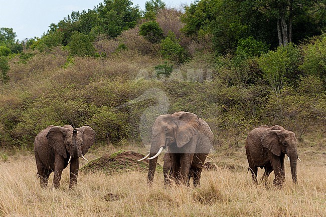 African elephants, Loxodonta africana, walking in tall grass. Masai Mara National Reserve, Kenya. stock-image by Agami/Sergio Pitamitz,