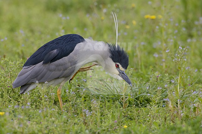 Black-crowned Night Heron adult perched; Kwak volwassen zittend stock-image by Agami/Daniele Occhiato,