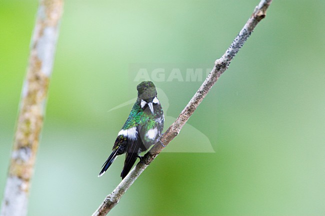 Groene Draadkolibrie zittend op takje; Green Thorntail perched on a twig stock-image by Agami/Marc Guyt,
