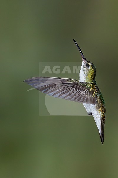 Birds of Peru, the White-bellied Hummingbird stock-image by Agami/Dubi Shapiro,