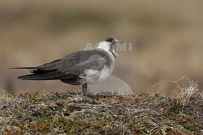 Adult
Churchill, Manitoba, Canada
June 2017 stock-image by Agami/Brian E Small,