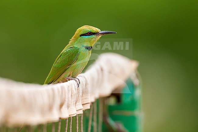 African green bee-eater, Merops viridissimus, perched on a net, Nile Valley, Egypt. April 2009. stock-image by Agami/Vincent Legrand,