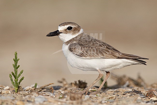 Adult female breeding 
Galveston Co., TX, 
April 2010 stock-image by Agami/Brian E Small,