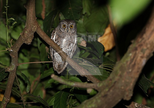 Walden's Scops Owl (Otus sunia ssp. modestus) perched at night stock-image by Agami/James Eaton,
