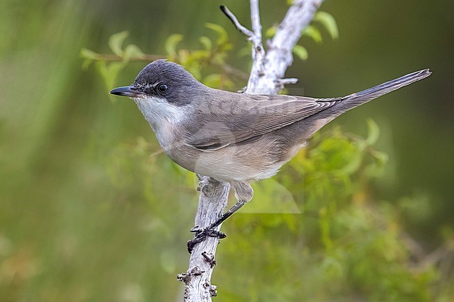 Western Orphean Warbler; Sylvia hortensis stock-image by Agami/Daniele Occhiato,