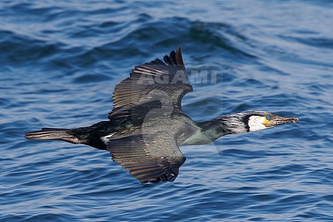 Japanese Cormorant, Phalacrocorax capillatus stock-image by Agami/Stuart Price,