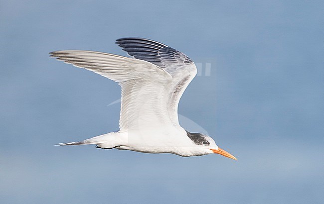 First-winter Elegant Tern (Thalasseus elegans) in flight against the pacific ocean as background. stock-image by Agami/Brian Sullivan,