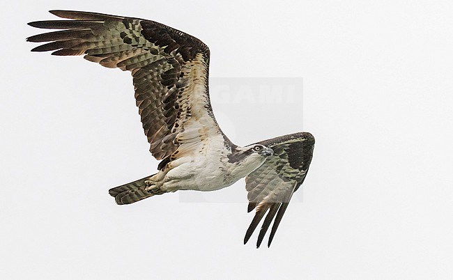 American Osprey, Pandion carolinensis, in Mexico. stock-image by Agami/Pete Morris,