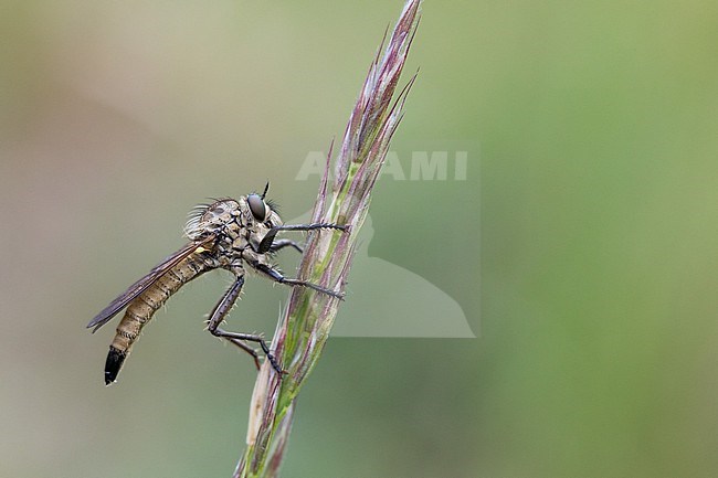 Dysmachus fuscipennis - Kerbzangen-Raubfliege, Germany (Baden-Württemberg), imago, female stock-image by Agami/Ralph Martin,