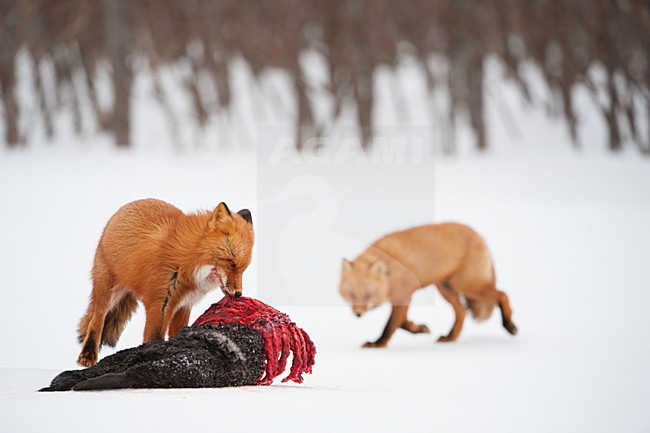 Vossen met prooi in de sneeuw, Red Foxs with prey in the snow stock-image by Agami/Sergey Gorshkov,