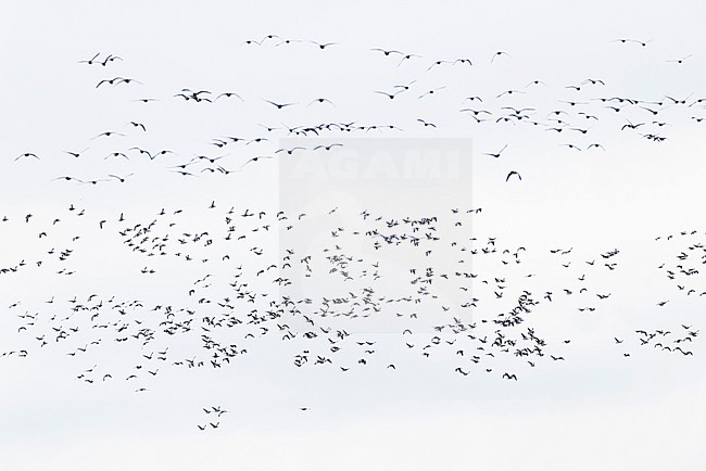 A flock of barnacle goose (branta leucopsis) in flight stock-image by Agami/Mathias Putze,