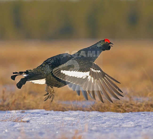 Black Grouse male jumping; Korhoen man springend stock-image by Agami/Jari Peltomäki,