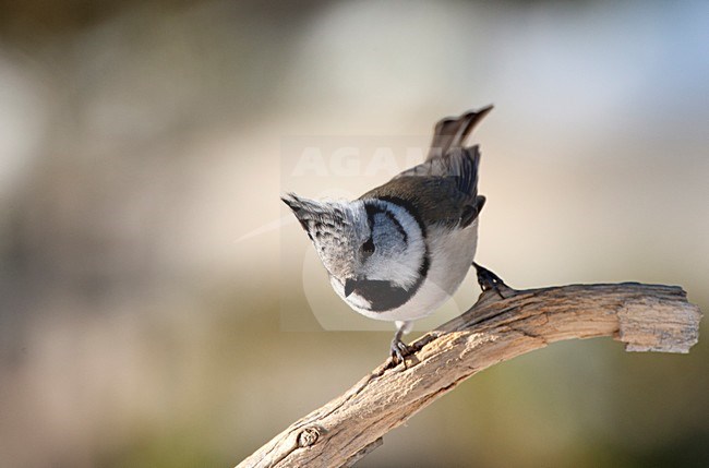 Kuifmees zittend op tak, European Crested Tit perched on a branch stock-image by Agami/Roy de Haas,