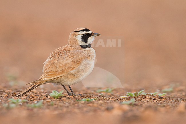 Temminck's Horned Lark - Saharaohrenlerche - Eremophila bilopha, Morocco stock-image by Agami/Ralph Martin,