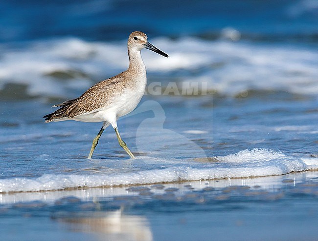 Western Willet hunted some crustacean along the St Pete Jetty in Cape May Point, New Jersey. August 2016. stock-image by Agami/Vincent Legrand,