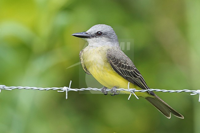 The Tropical Kingbird is a common species of flycatcher found all the wat from southern North America across Latin America into tropical South America. This perched bird is seen in close-up sitting on barbed wire. This species is often found near humans. stock-image by Agami/Jacob Garvelink,