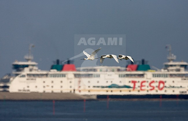 Eurasian Spoonbill flying with ferry in background; Lepelaar vliegend met veerboot Texel - Den Helder op de achtergrond stock-image by Agami/Marc Guyt,