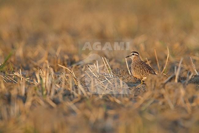 Eurasian Dotterel - Mornellregenpfeifer - Charadrius morinellus, Germany, adult stock-image by Agami/Ralph Martin,