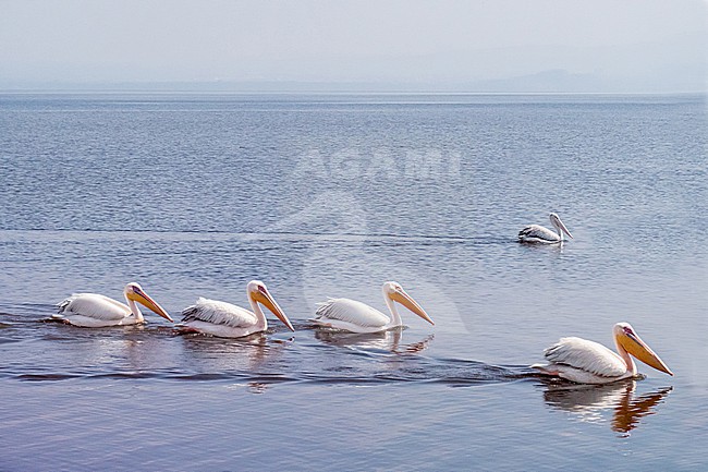 Great White Pelican, Pelecanus onocrotalus swimming in line stock-image by Agami/Hans Germeraad,