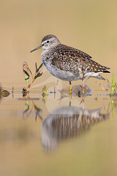 Wood Sandpiper (Tringa glareola), side view of an adult standing in the water, Campania, Italy stock-image by Agami/Saverio Gatto,